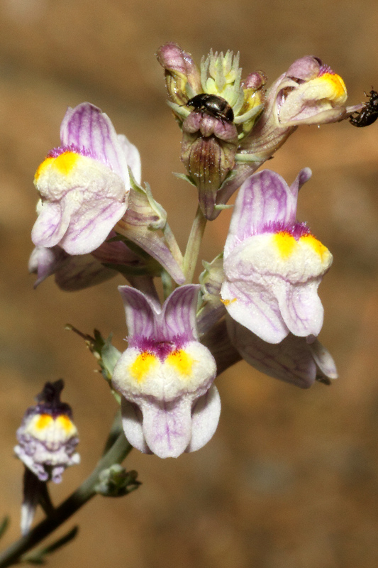 Linaria repens / Linajola striata